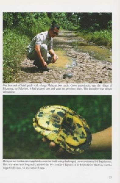 Adventures in Green Python Country